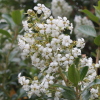 Escallonia 'Iveyi'